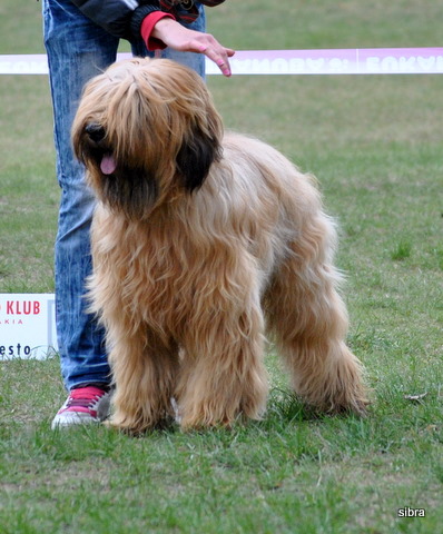calypso vesely dvor.JPG
