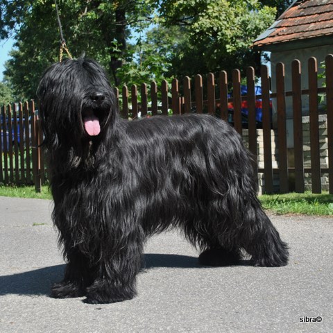 darssinta cacib.JPG